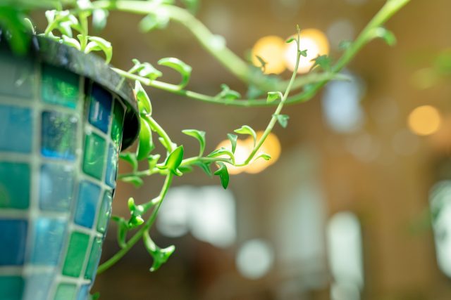 つくば市春日の美容室ルラーシュ つくば 美容室 ルラーシュ 筑波大 近く 春日